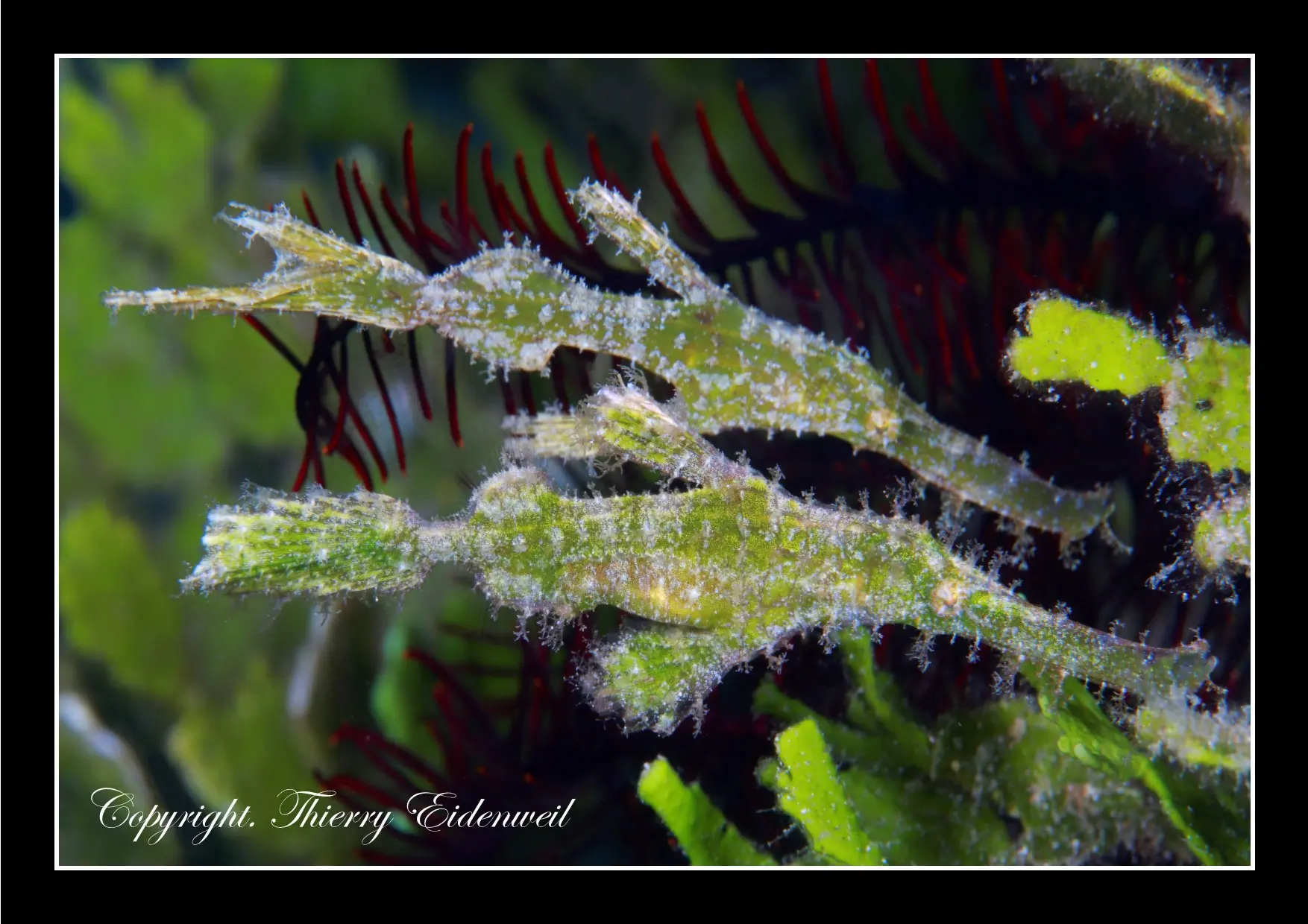 Anilao Macro Dive Media Highlight